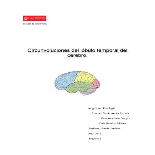 Circunvoluciones del lóbulo temporal. | DOC