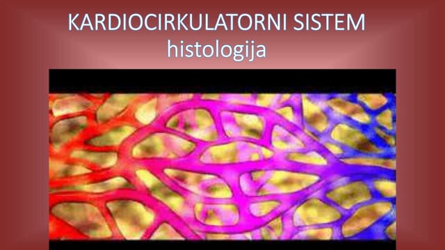 Histologija cirkulatorni sistem 