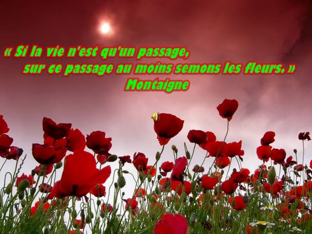 Citations Fleurs Citations Fleurs