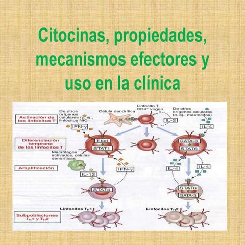 Citocinas, propiedades, mecanismos efectores y uso