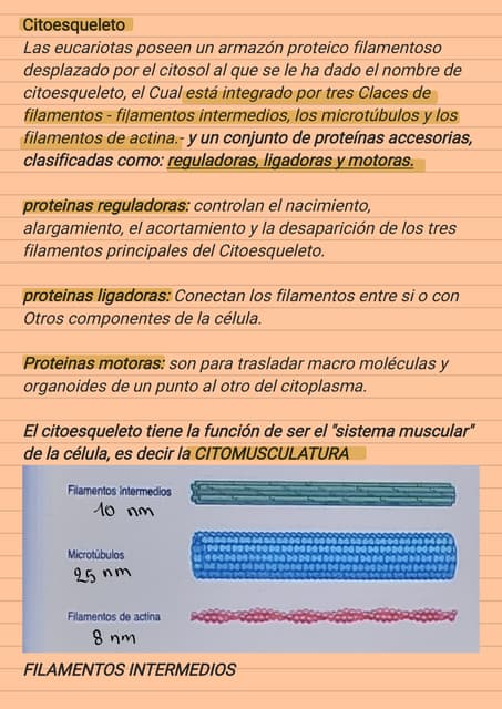 CITOESQUELETO _240109_103804.pdflibrodee