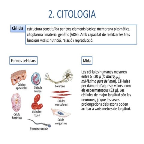 Citologia + Histologia + Plans anatÃ²mics.pdf