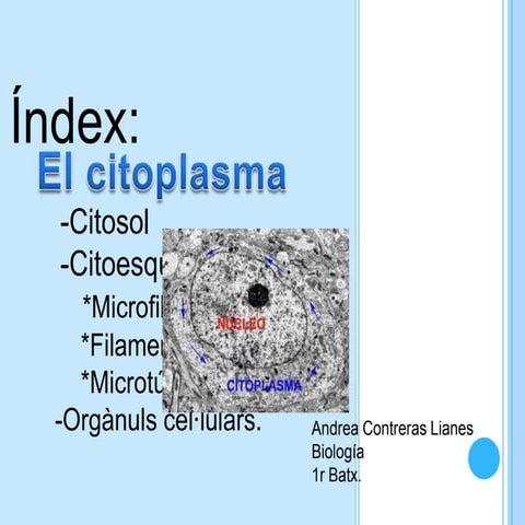 Citoplasma