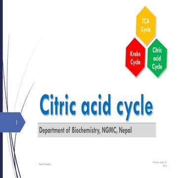 Citric acid cycle