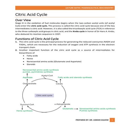Citric acid cycle (2)