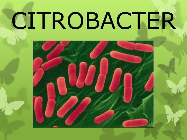 Citrobacter