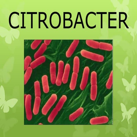 Citrobacter