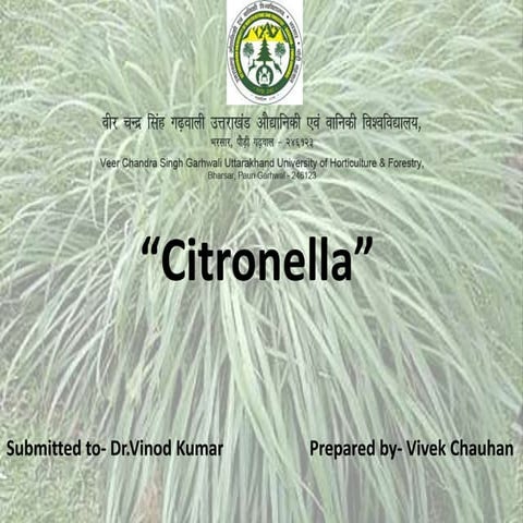 Citronella: The Useful Grass.