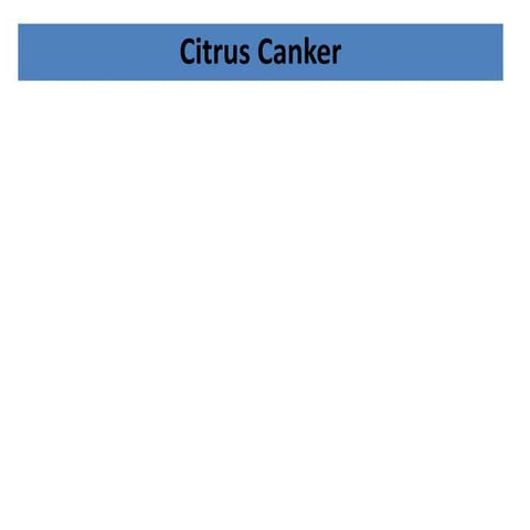 Citrus canker ppt