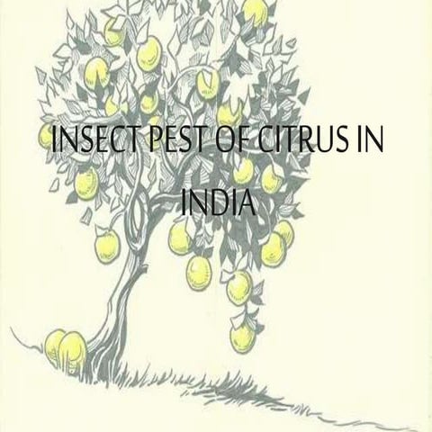 Insect pest of Citrus in India