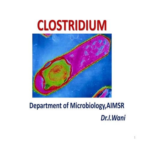 ClOSTRIDIUM perfringens 