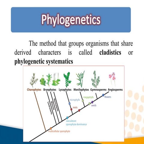 Cladistic analysis (Phylogenetics)