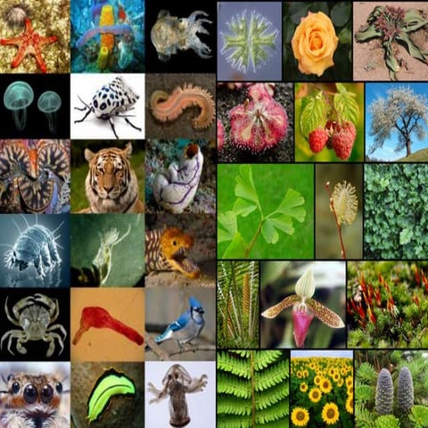  Cladistics - Systematics