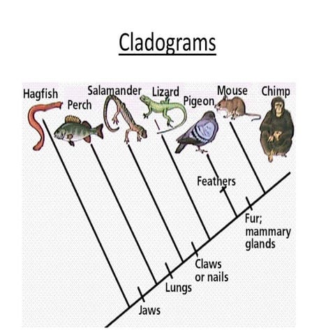 Cladograms | PPT