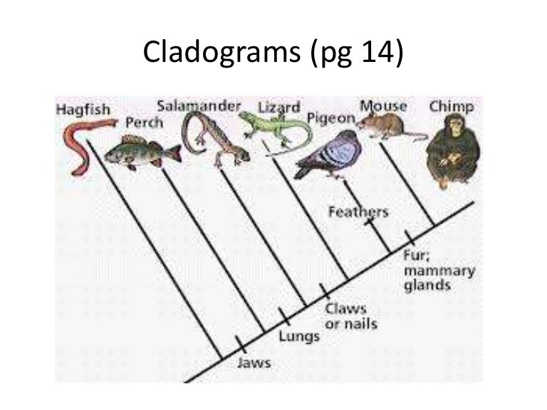 cladograms kangaroo classification chart