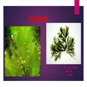 Cladophora ppt..pptx