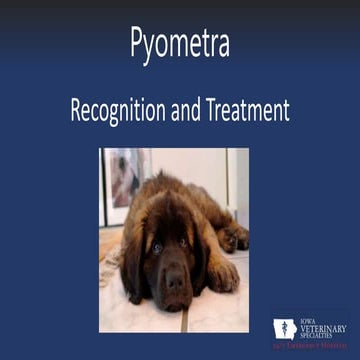 What Are The Signs Of Pyometra In Dogs