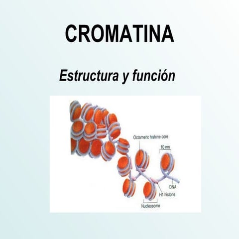 Clase cromatina cromosomas