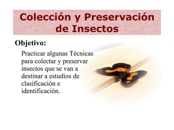 Recolecion, montaje y preservacion de insectos | PDF