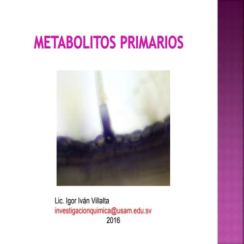 Clase 10 metabolitos primarios