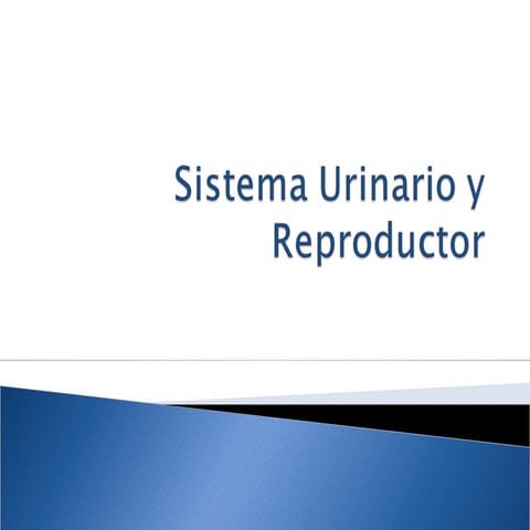 Clase 13 sistema urinario y reproductor