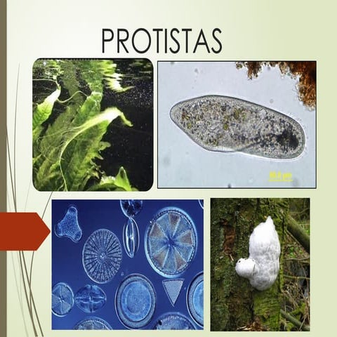 Caracteristicas y formas de los protoctistas