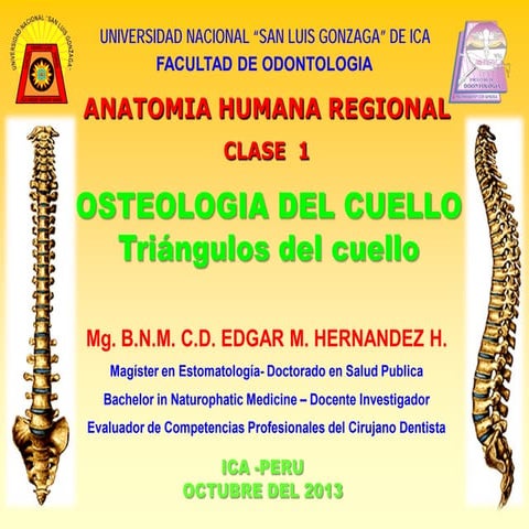 Clase 1 cuello osteologia y triangulos resum.