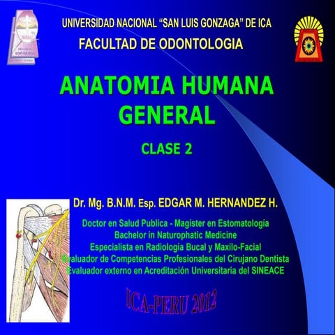 Clase 2 hombro brazo-axila 2016 blog anatomia sanluisana