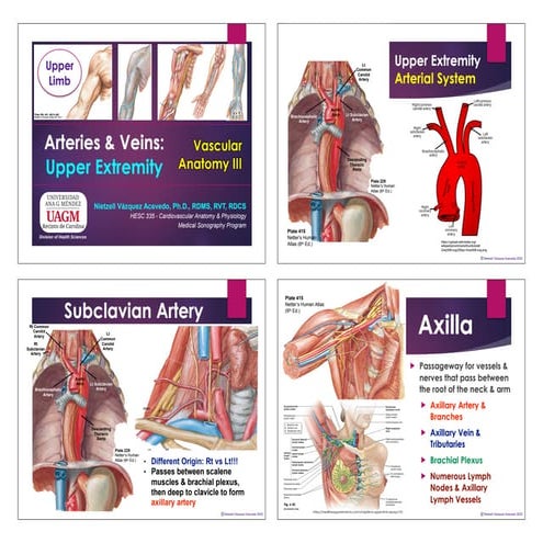 Labs 4 Blood-Vessel-Labeling-Activity | PPTX