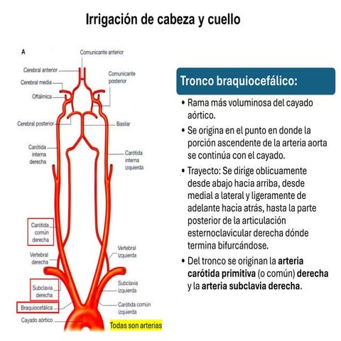 anatomía del cayado aortico y sus ramas | PPT