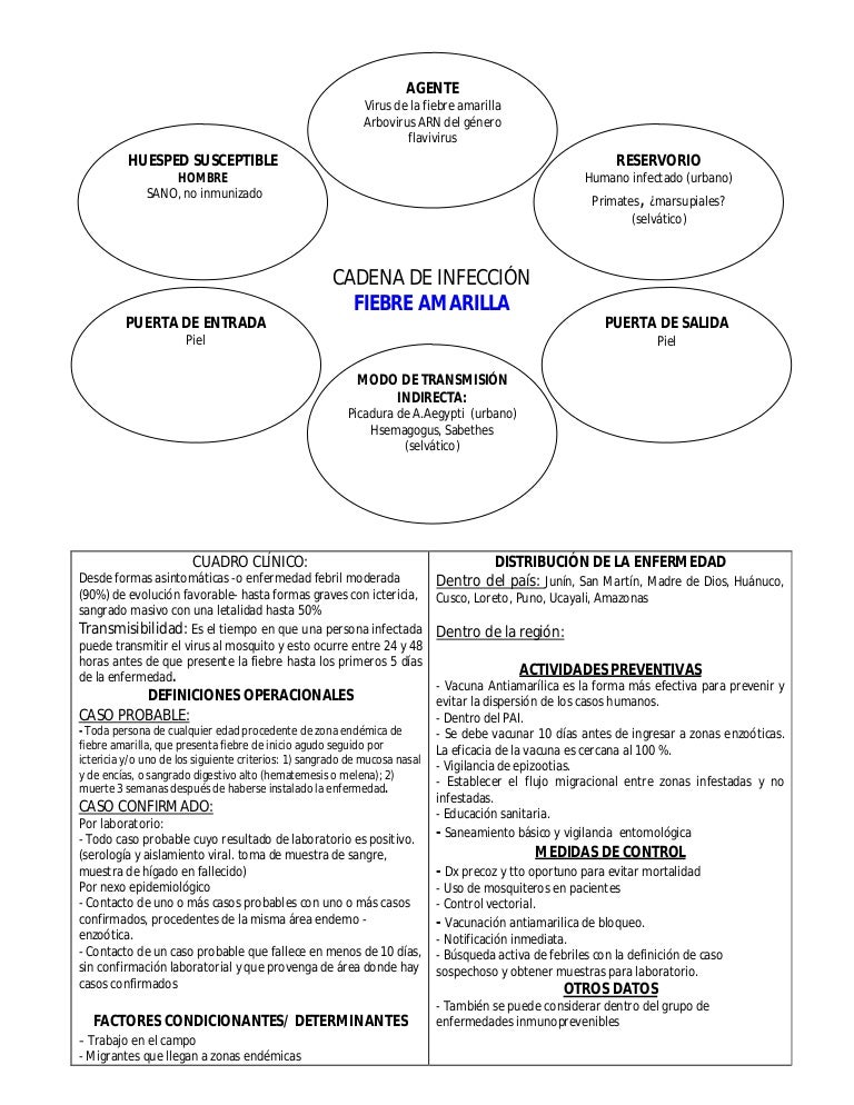 cadena epidemiologica cual es cadenas epidemiol 243 gicas de principales enfermedades cadena epidemiologica cual es cadenas epidemiol 243 gicas de principales enfermedades