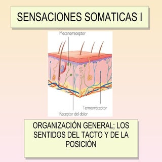 Clase 5 - Sensaciones Somáticas I