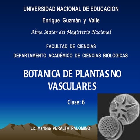 Clase 7 bacillariophyta