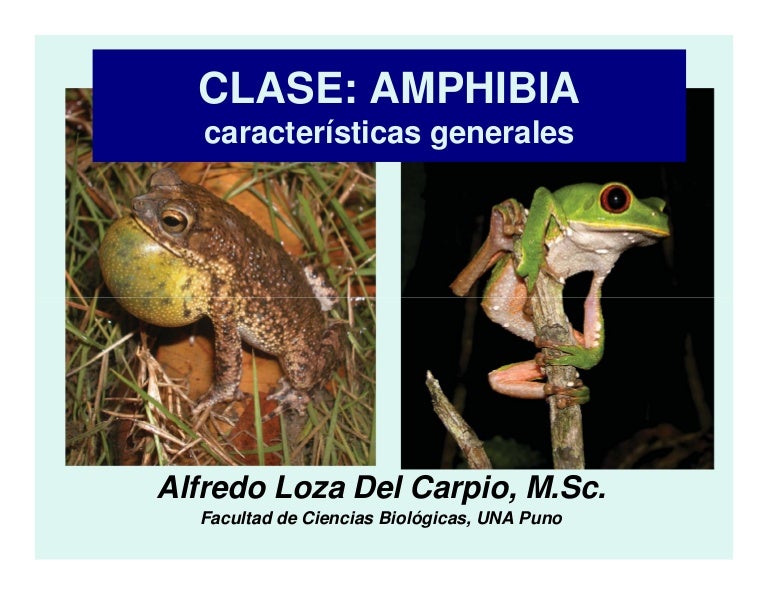 De Acordo Com As Características Gerais Da Classe Amphibia
