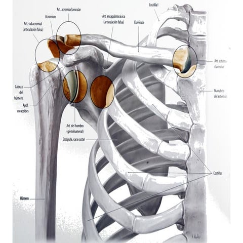 Articulación  Glenohumeral
