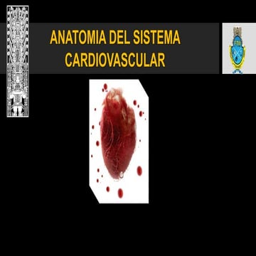 SISTEMA CARDIOVASCULAR