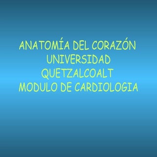 Anatomia del corazón