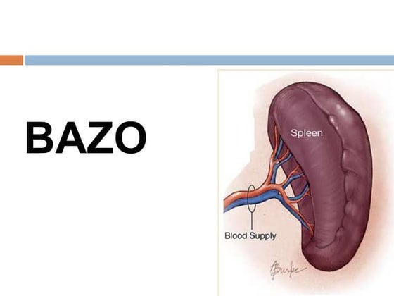 Anatomia del bazo | PPT