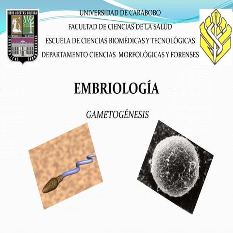 Clase de Embriologia (1ra semana)