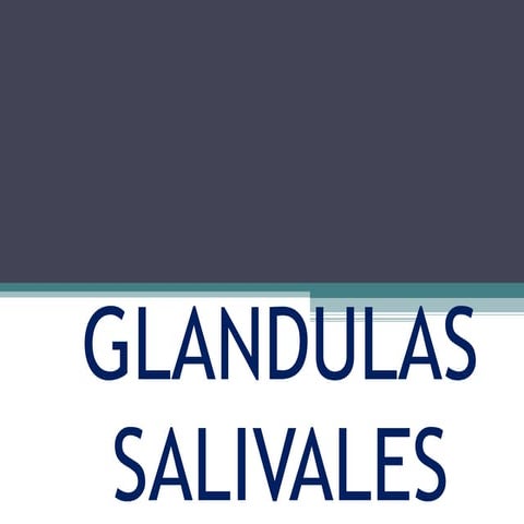 Clase de glandulas salivales 