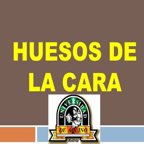 Clase de huesos de la cara 