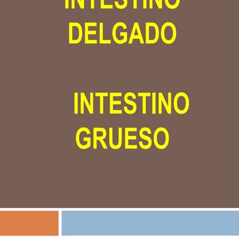 Clase de intestino delgado y grueso  