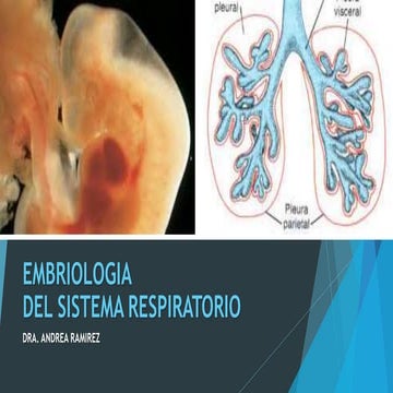 CLASE DE RECUPERACfGDSgfON- RESPIRATORIO.pdf