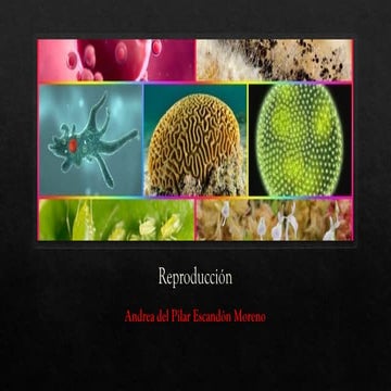 Tipos de reproducción, sexual y asexual en los organismos