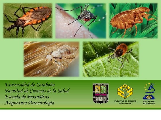 Insectos. generalidades | PPT