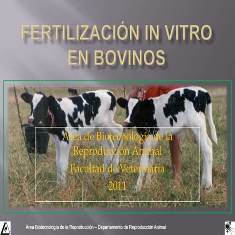 Fertilización In Vitro en bovinos