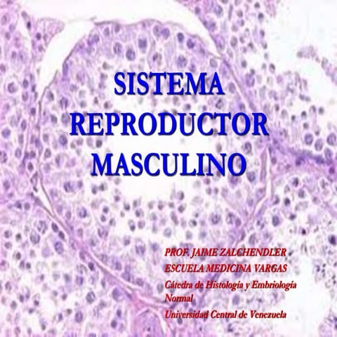 Clase  de histología del aparato genital masculino