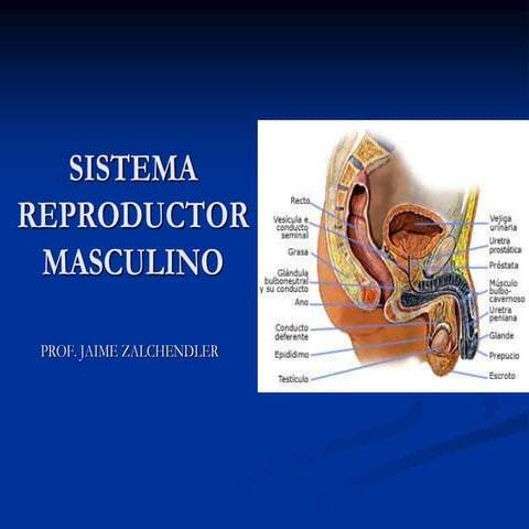 Histología Aparato Genital Masculino