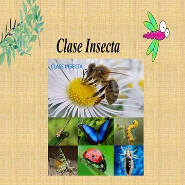 Insectos. generalidades | PDF