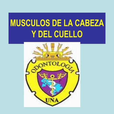 Musculos de la Cabeza y Cuello